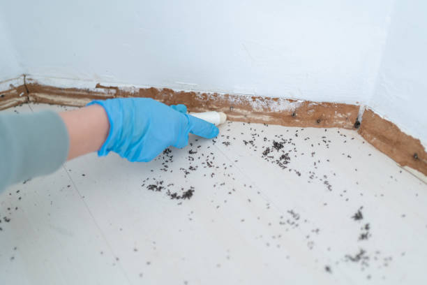 Best Wildlife Control Services  in Staunton, IL