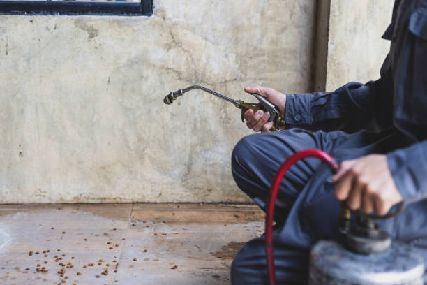 Best Local Pest Control Services  in Staunton, IL